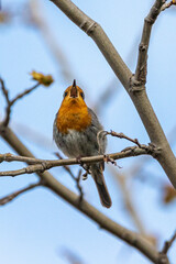 European Robin perched on a tree branch