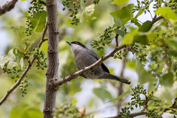 Sardinian Warbler perched on a tree branch