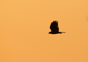 Eurasian Marsh harrier flying at Asker Marsh during sunrise, Bahrain