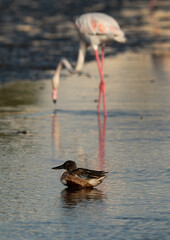 Selective focus on Northern Shoveler with a flamingo at the backdrop at Tubli bay, Bahrain