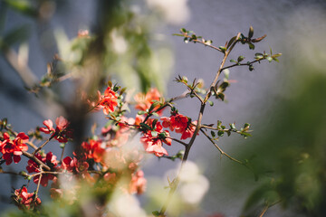 red and white