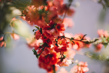 Fototapeta premium blossom in spring