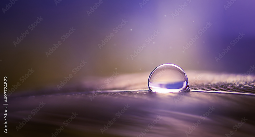 Wall mural a drop of water on a feather on a blue background in a macro with copy space.