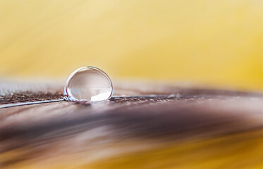 A drop of water on a feather on a yellow and orange background in a macro with copy space.