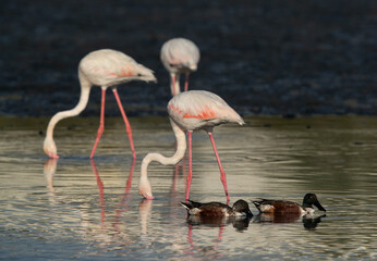 Fototapeta na wymiar Northern Shovelers feeding at Tubli bay with flamingos at the backdrop, Bahrain