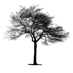 Silhouette of a full black bare tree isolated on white