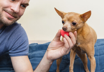 A smiling man playing with his cute small dog at home. Domestic life with pets. Dog plays with a ball.