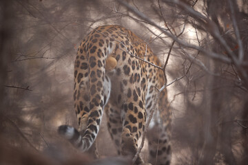 Leopard moving inside jungle at Jhalana National Reserve, Jaipur