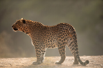 Portrait of a Leopard at Jhalana National Reserve, Jaipur