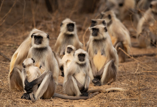 Gray langur trrop sitting on the ground at Jhalana Leopard reserve entrance, Jaipur