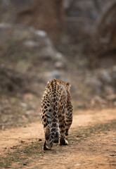 Leopard walking away on the mud track at Jhalana National Reserve, Jaipur
