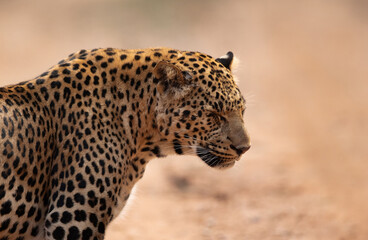 Fototapeta na wymiar Closeup of a Leopard at Jhalana National Reserve, Jaipur