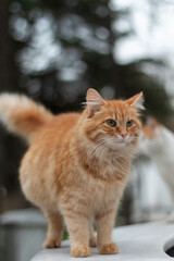 Pregnant cat. Cute, yellow stray cat. Blue green background.