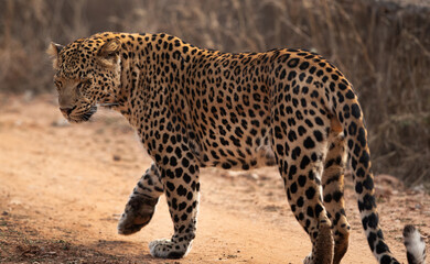 Closeup of a Leopard closing its eye at Jhalana National Reserve, Jaipur