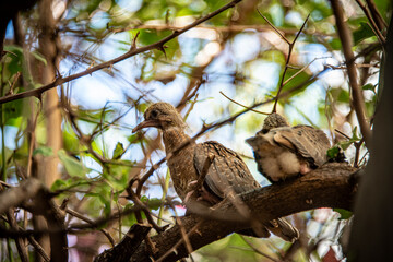 Two pigeon chicks on a branch.