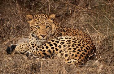 Closeup of a Leopard at Jhalana National Reserve, Jaipur