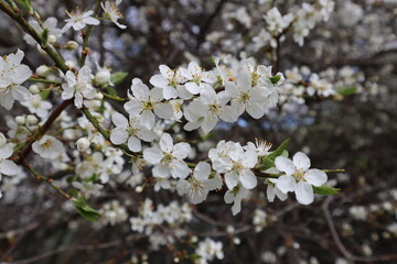 Plum flowers in the spring