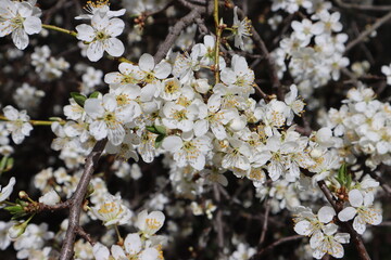 Plum flowers in the spring