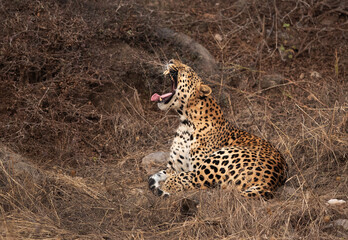 Fototapeta na wymiar Leopard yawning at Jhalana National Reserve, Jaipur