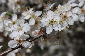 Plum flowers in the spring