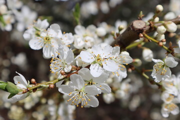 Plum flowers in the spring