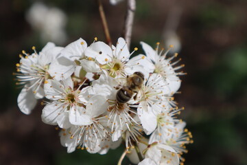 Plum flowers in the spring