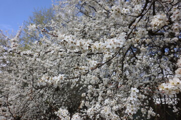 Plum flowers in the spring