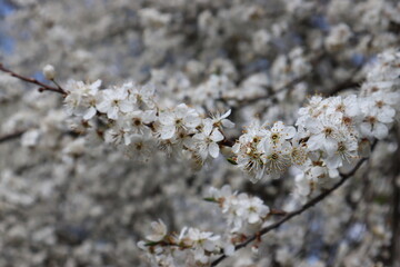 Plum flowers in the spring