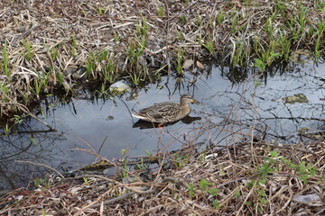Wild duck in spring rivulet