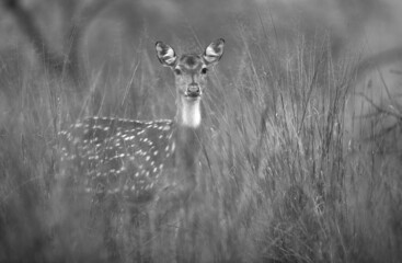 Portrait of a Cheetal in mid of grass at Ranthambore National Park, India.