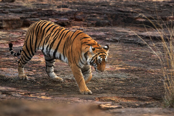 Fototapeta na wymiar Tigress moving down the rock at Ranthambore Tiger Reserve, India