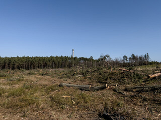 Fototapeta na wymiar Oak logs lying near the clearing spot in the forest.