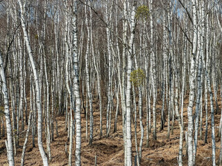 Birch forest in early spring without leaves, in sunny weather