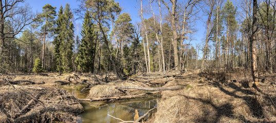 Devastation of forest areas  by the activity of beavers