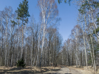 A road through a deciduous forest in early spring when the trees are still leafless,