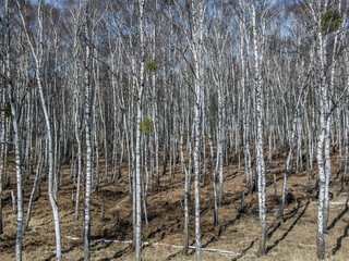 Birch forest in early spring without leaves, in sunny weather