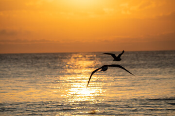 birds and seagulls in the orange sunset in front of the beach