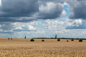 Getreidefelder und bewölkter Himmel auf der Strecke zwische Calbe und Köthen in Sachsen-Anhalt