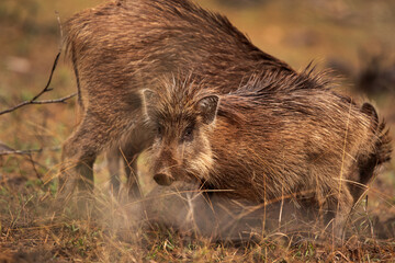 Wild boars at Ranthambore Tiger Reserve, Iindia