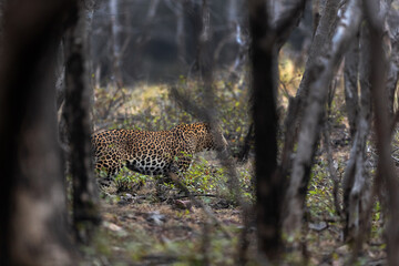 A leopoard moving inside the jungle at Ranthambore National Park, India