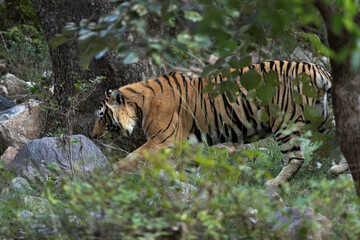 Tiger walking inside the jungle, Ranthambore Tiger Reserve