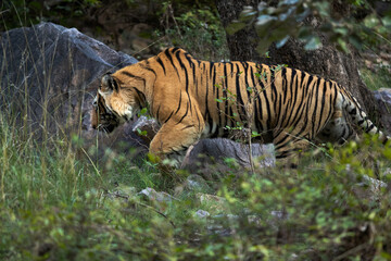 Naklejka na ściany i meble Tiger moving in the jungle, Ranthambore Tiger Reserve
