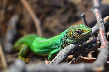 Naklejka na ściany i meble Green lizard on the ground, focus on the head