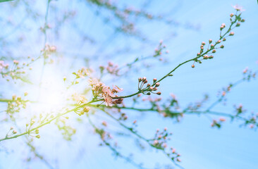 pink cherry blossoms in early spring. Place for text