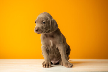Adorable cute weimaraner puppy on orange background