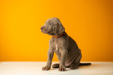 Adorable cute weimaraner puppy on orange background