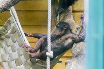chimpanzee resting