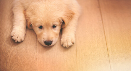 Its been a ruff day. Shot of an adorable golden retriever puppy lying on a wooden floor.