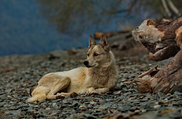 Russia. The South of Western Siberia, the Altai Mountains. A lone dog of an unknown breed is resting on the rocky shore of Lake Teletskoye.