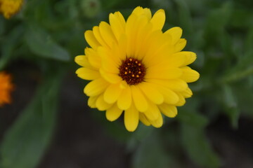 yellow flower